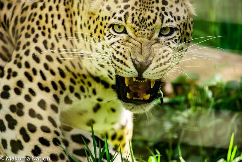 leopard-uganda-tours