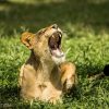 lionness-moaning