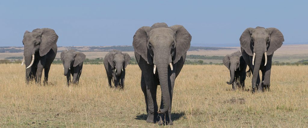 Masai Mara National Reserve - Kenya Wildlife Destinations