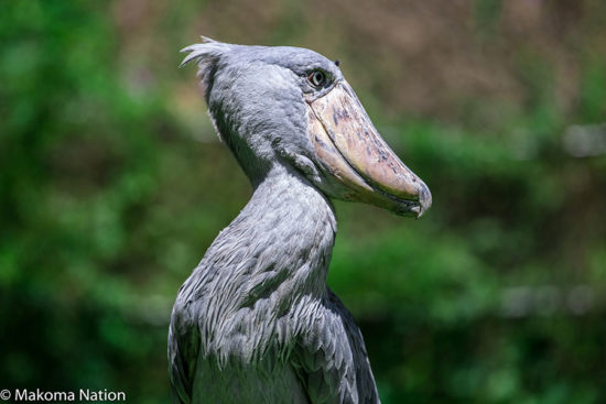 Shoebill