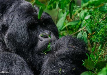 Ultimate Gorilla Trekking Guide for Uganda & Rwanda