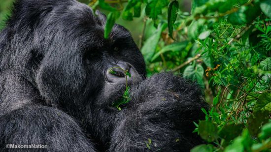Ultimate Gorilla Trekking Guide for Uganda & Rwanda