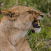 Roar-of-lions