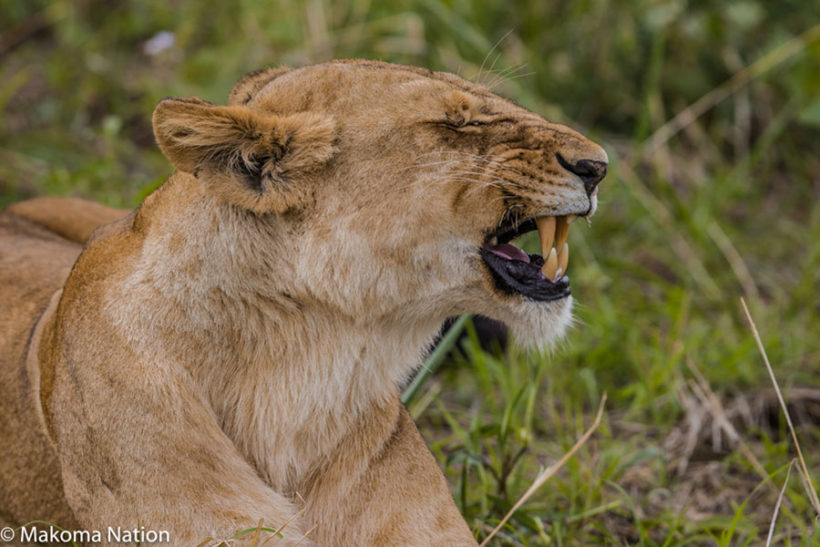 Roar-of-lions