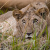 beautiful-lion-in-uganda