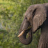 endagered-species—elephants