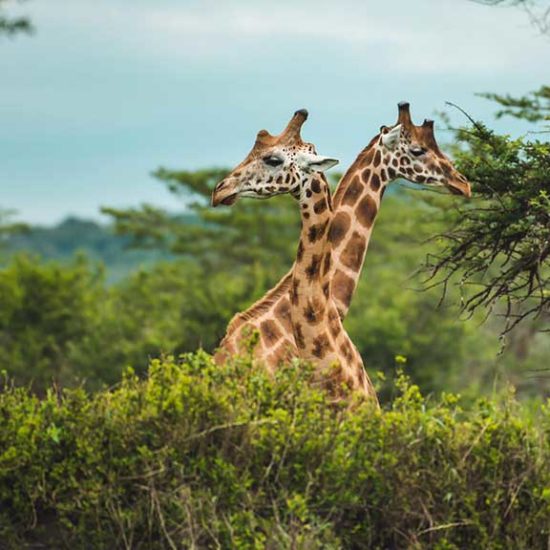 Giraffes in Murchison falls national park