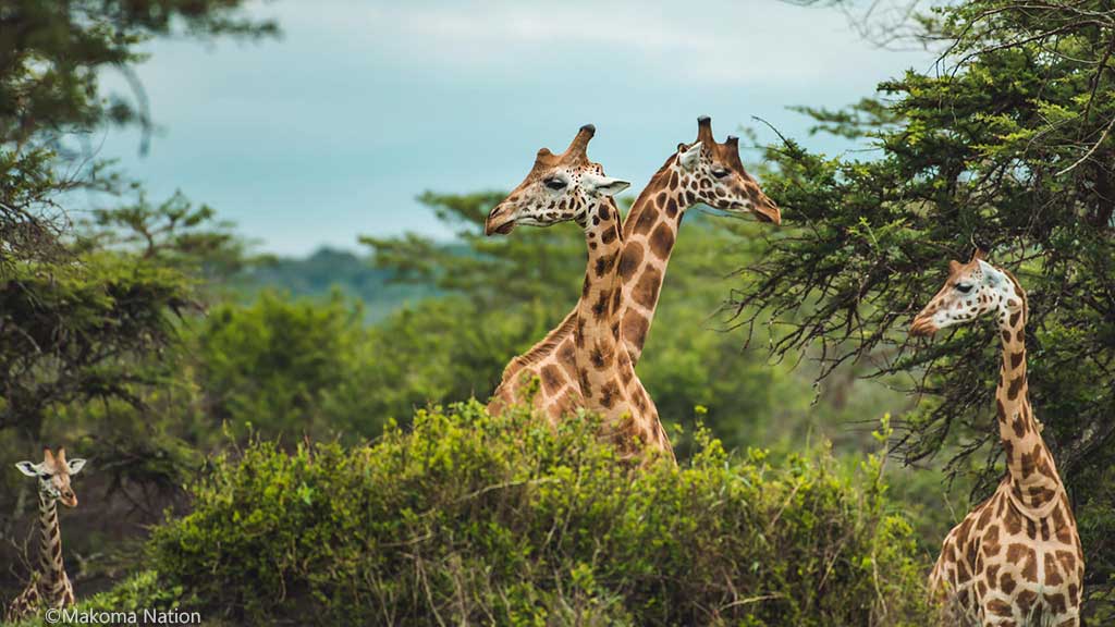 Giraffes in Murchison falls national park