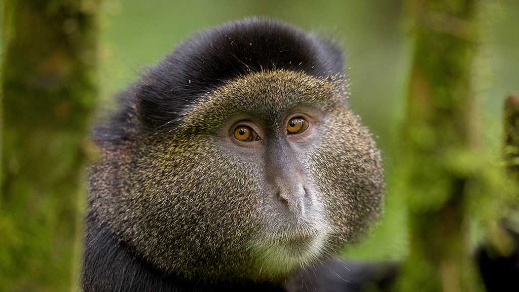 Golden Monkey in Rwanda