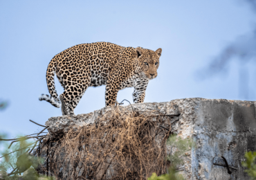 Leopard eyes on its prey