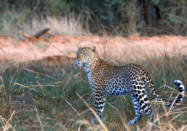 Leopard Uganda