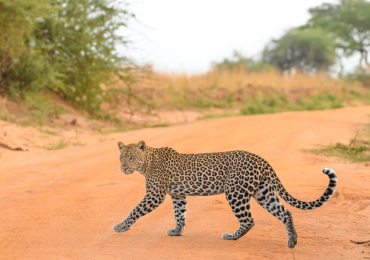 Leopard crossing  the road