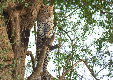 Leopard Scanning for prey