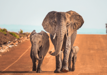 elephants Uganda