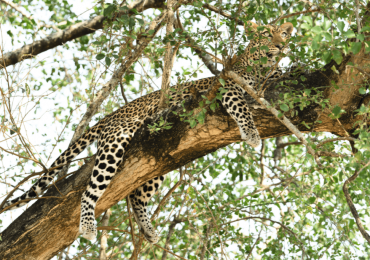 leopard Uganda