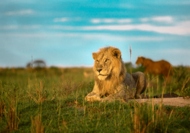Uganda Male Lion