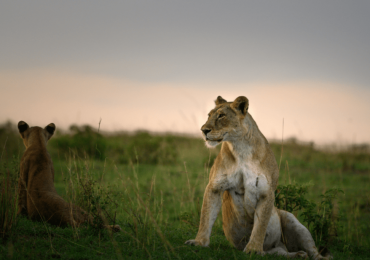 lioness in Uganda
