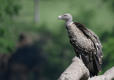 Vulture Trekking In Uganda