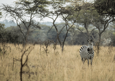 zebra in lake mburo uganda
