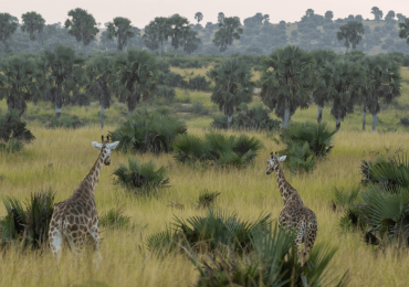 Giraffes Uganda